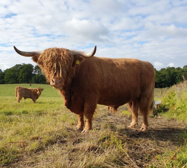 Pedigree pure-bred, Highland Bull Aberdeen Scotland
