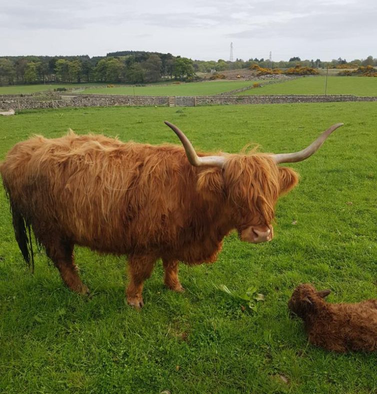 Highland Cow and Calf Scotland Breeder