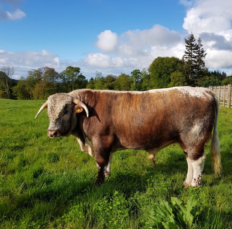 Longhorn breeding bull in Scotland