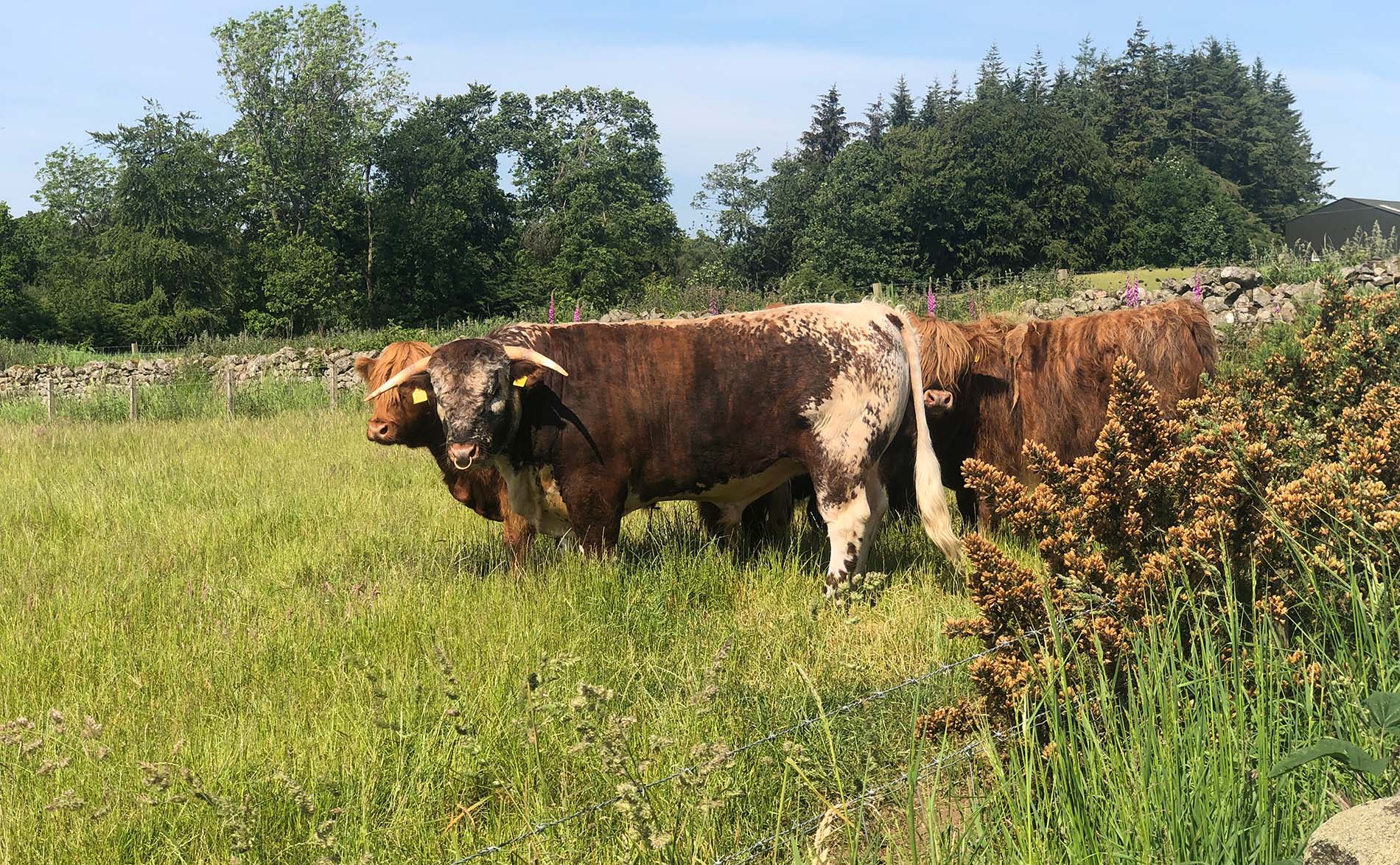 Longhorn and Highland Cattle Scottish Breeder