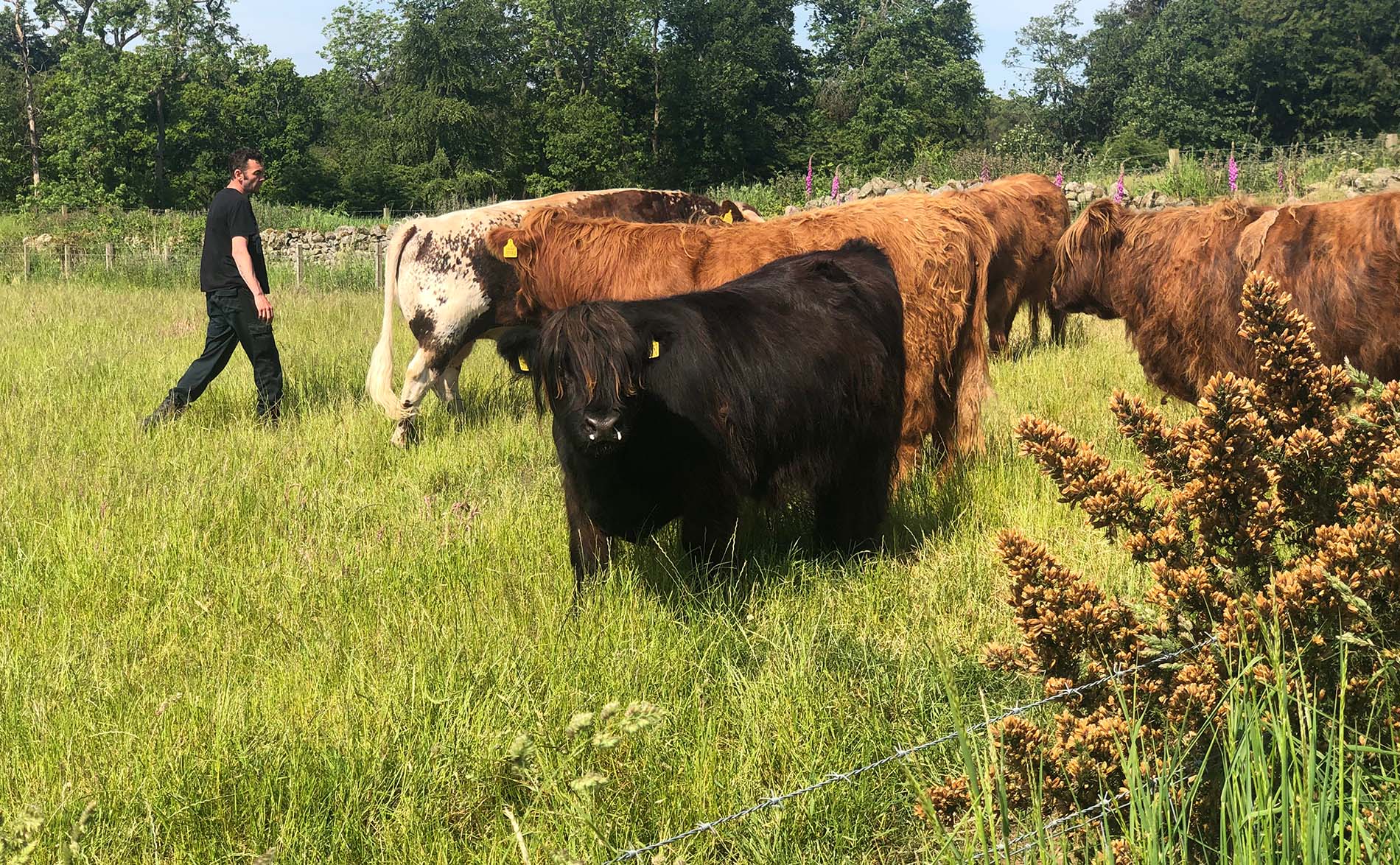 Longhorn and Highland Cattle Scottish Breeder