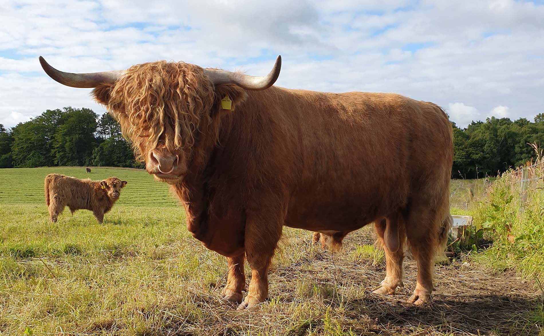Longhorn and Highland Cattle Scottish Breeder