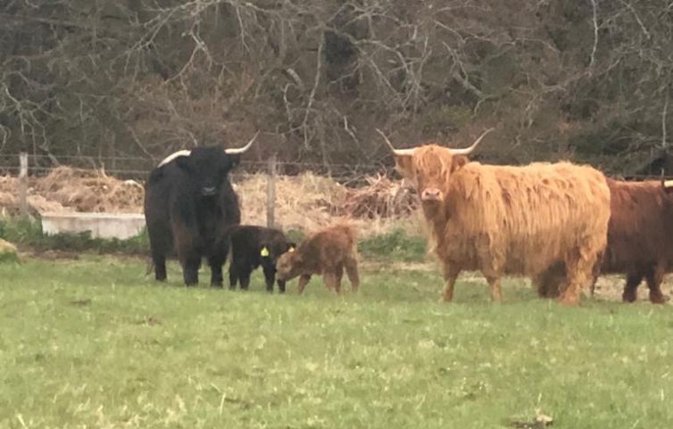 Highland cows and calves Scotland