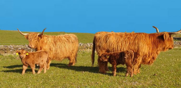 Highland Cow and Calf Scotland Breeder