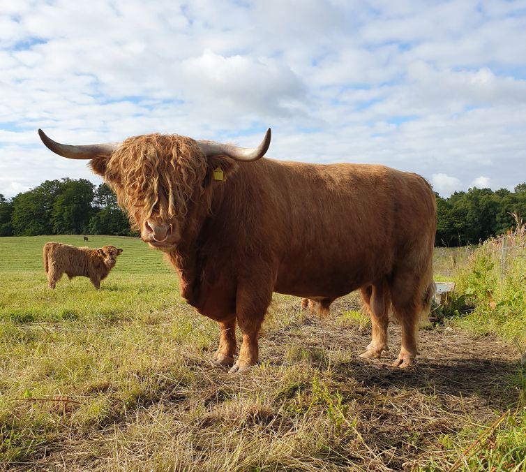 Highland Breeding Bull Scotland