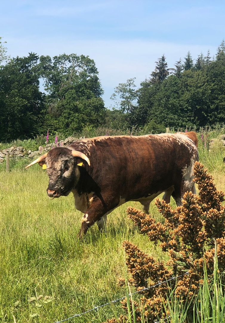 verdite- award-winning English Longhorn